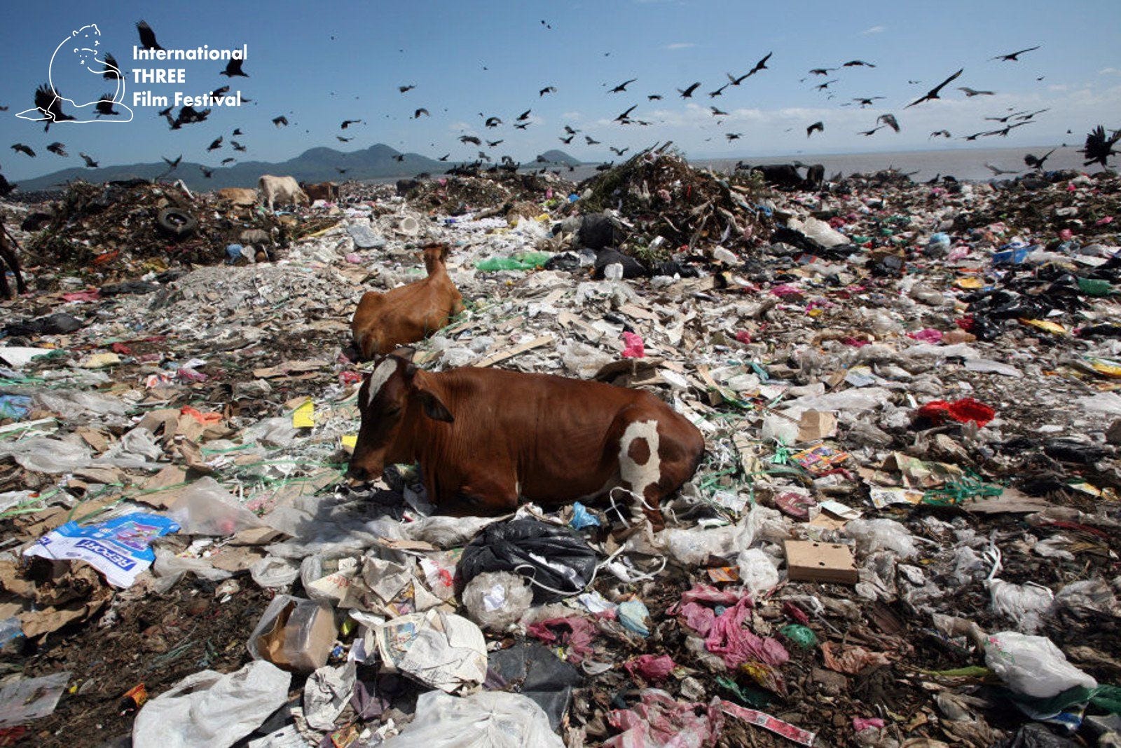 Effects of Pollution on Bird Migration: Alarming Consequences Revealed