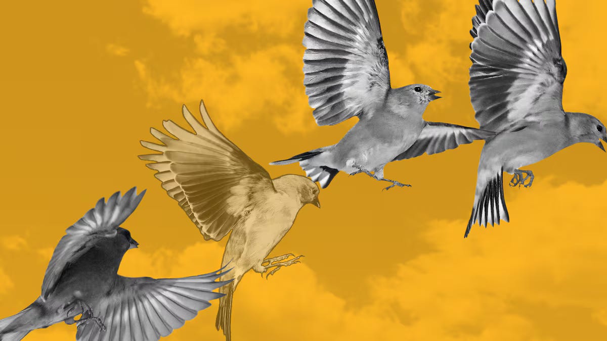 DeFi Weekly: Goldfinch — The Protocol That Brought Crypto Capital to  Emerging Markets | by Ferdi Kurt | Coinmonks | Medium