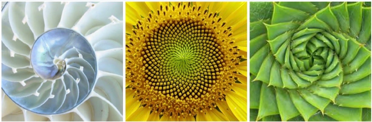 My understanding of the fibonacci sequence | by Dheeraj Varma | Medium