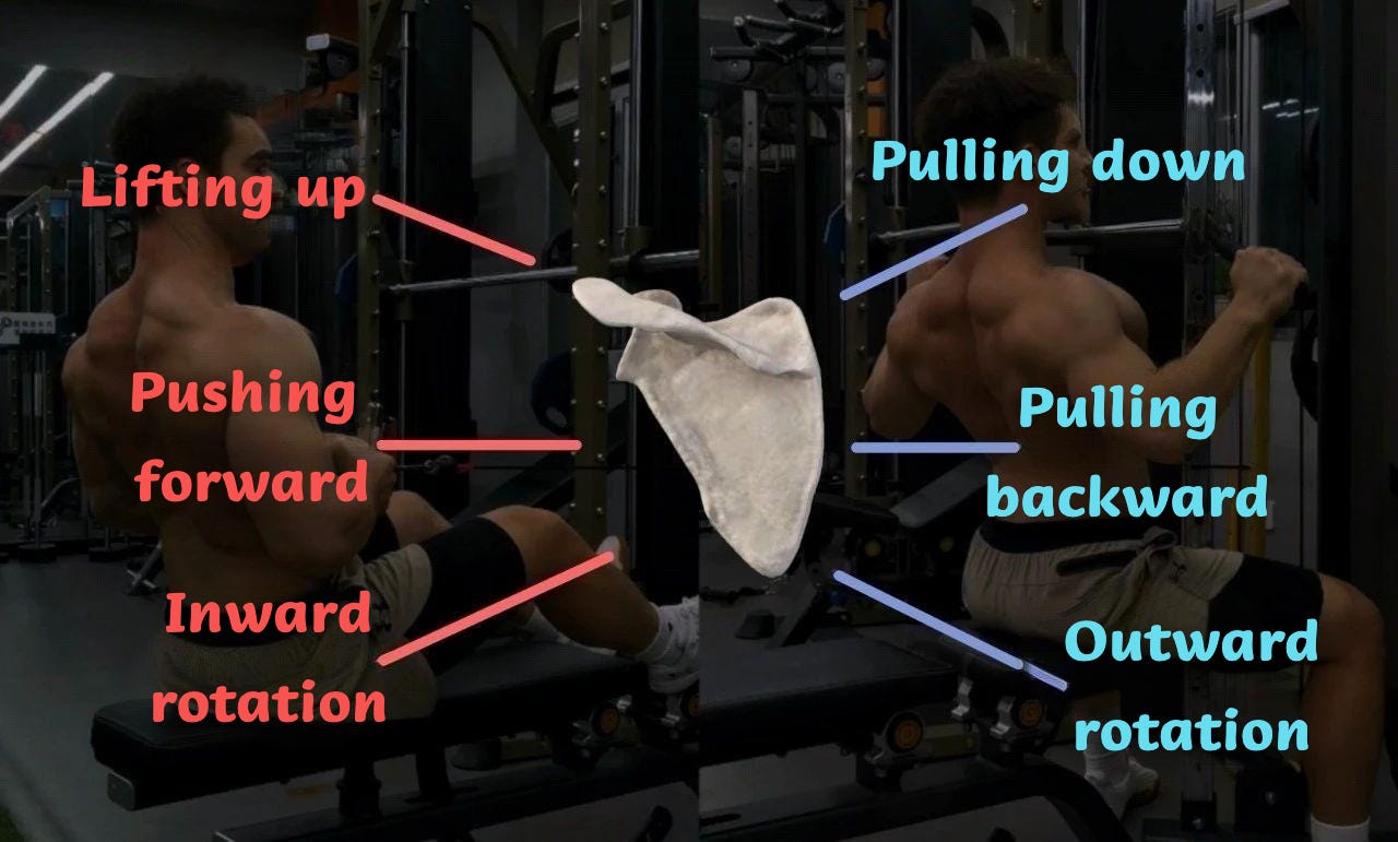How To Work Out Scapular Muscles