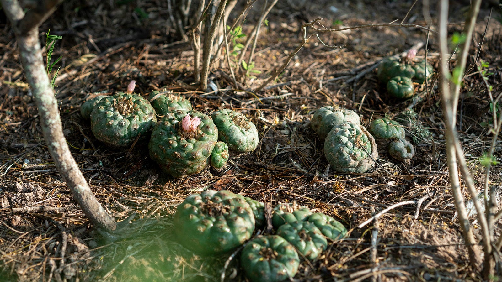 Sustainability and the Mescaline producing Peyote Cactus | by Karlee  Shields | Medium