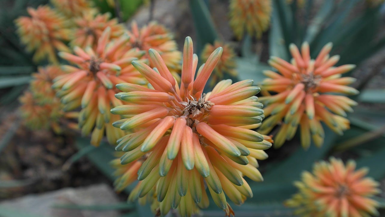 Aloe Vera in Feng Shui: Harnessing Luck with Aloe Vera Flowers | by Bhawana  Rathore | Medium