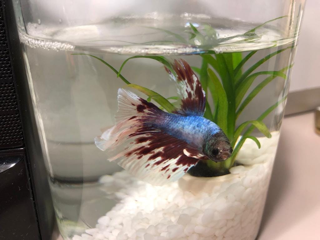 fish aquarium accessories singapore What i have learnt about where to buy aquarium supplies from LFS (Singapore)  | by Yasam Pets | yasambetta