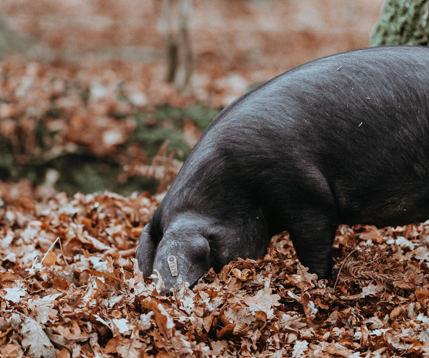 Hungry lazy users. That cute initialism RTFM (Read The… | by Breno Barreto  | UX Planet