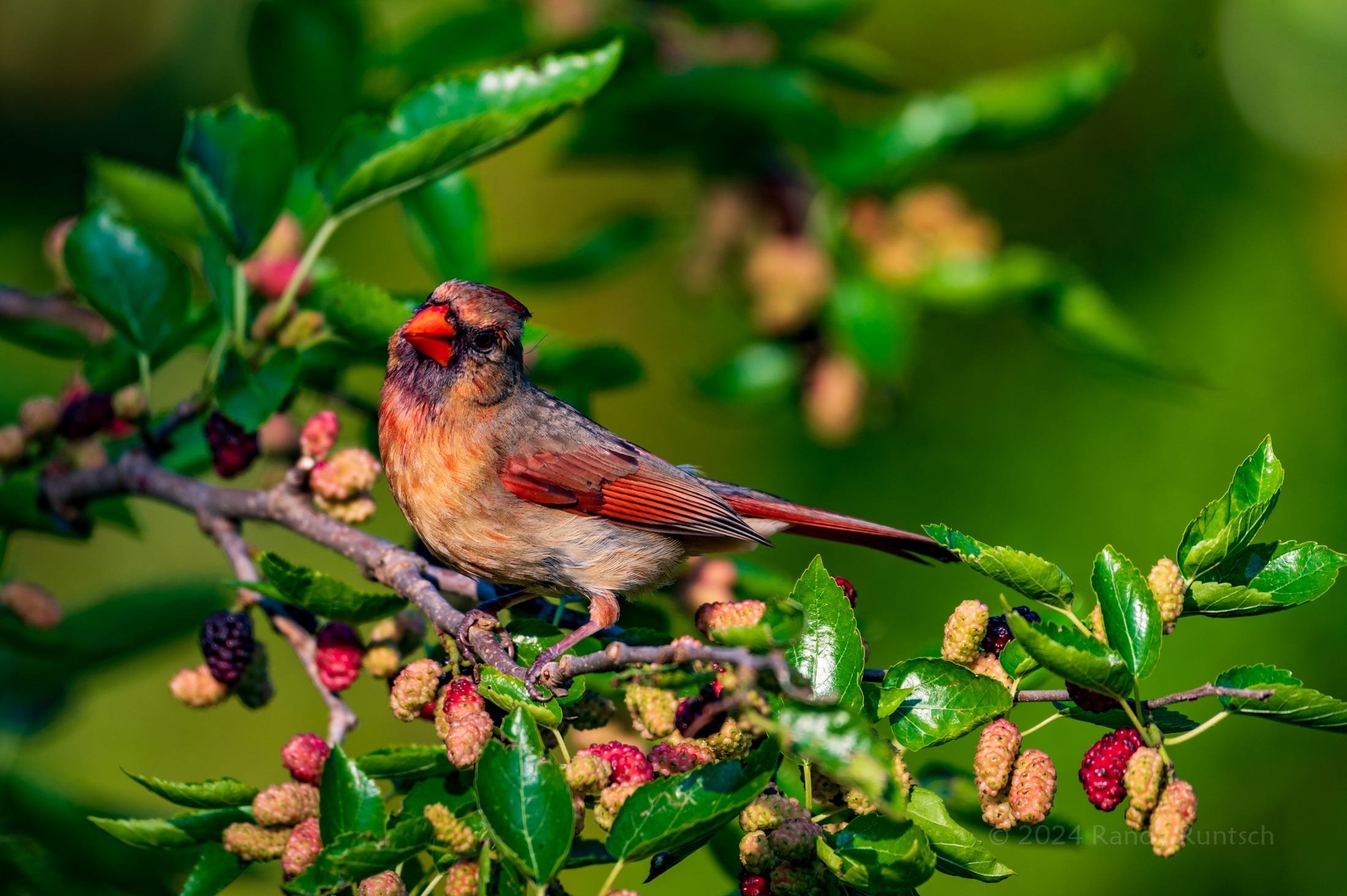 Here We Go Round the Mulberry Bush | by Randy Runtsch | Wildlife