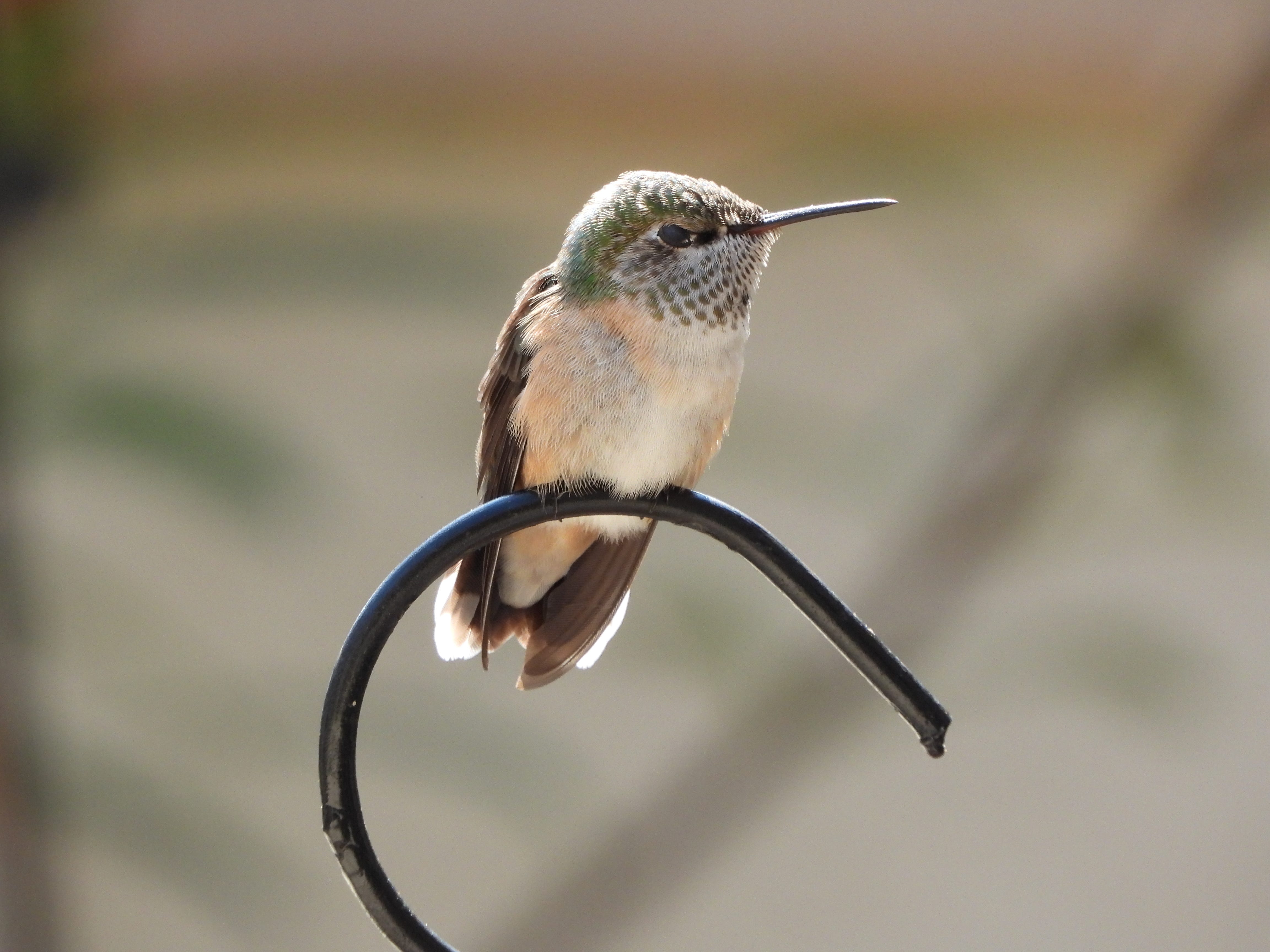 Is Feeding Wild Birds a Conservation Expense for Tax Purposes? Tax Tips Revealed