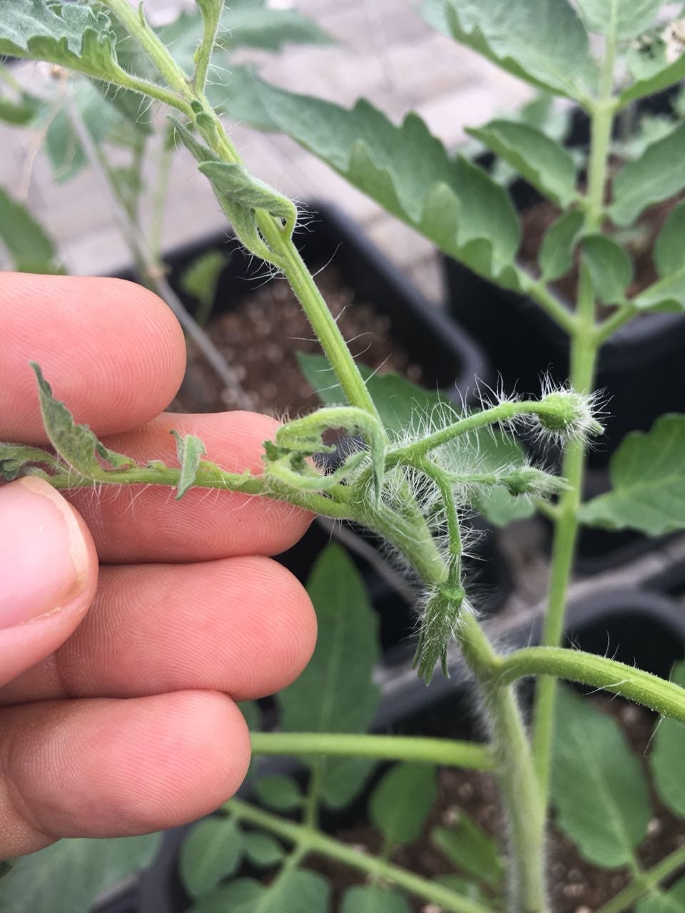 Herbicide Drift Damage. What It Is And Why It Matters To You | by Kelly Ann  | Farmcity | Medium