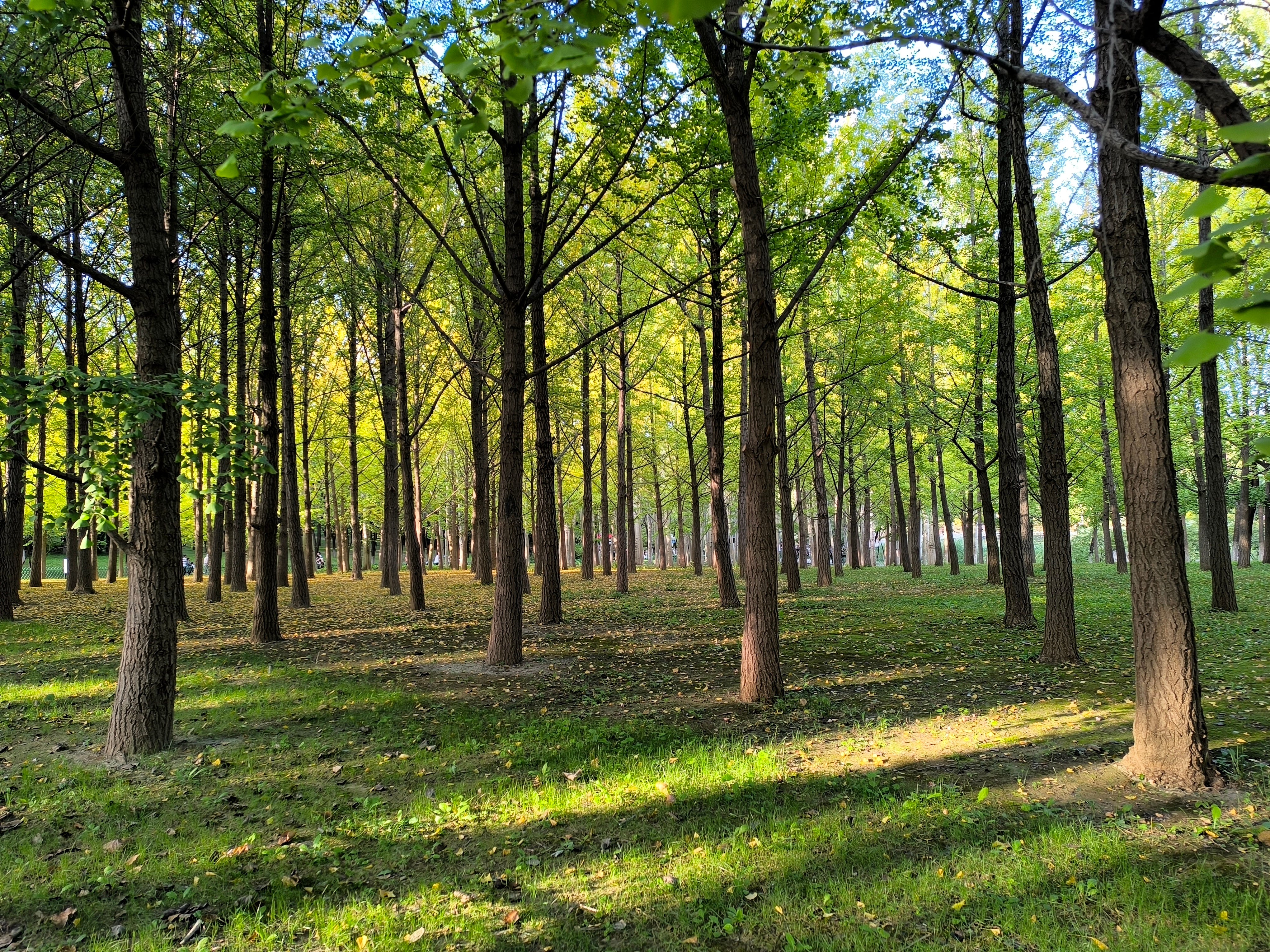 Has China Planted So Many Trees It Has Changed its Water Cycle? | by Tim  Smedley | The New Climate. | Medium
