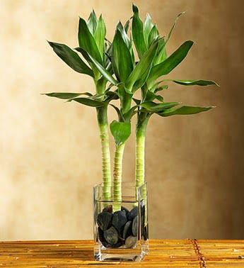 is sansevieria a snake plant Sansevieria trifasciata var. laurentii – The Plant Lady SF main image 0