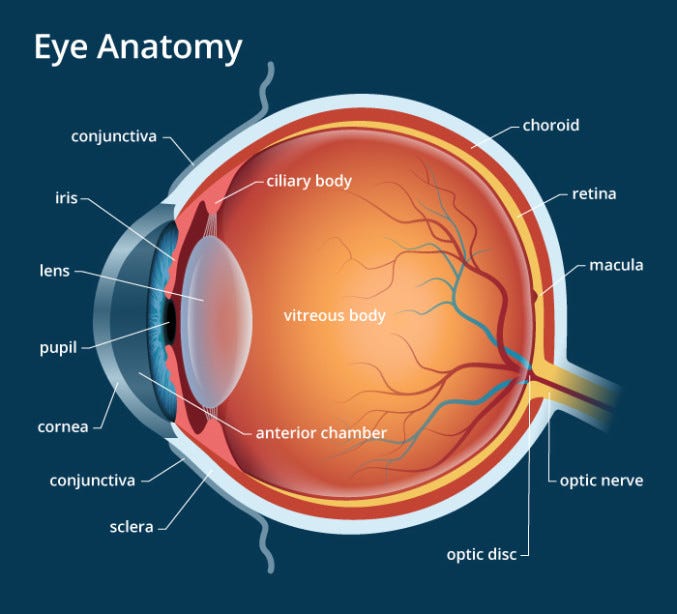 Path Of Light From A Light Source To Your Eyes Through Your Eyes And ...