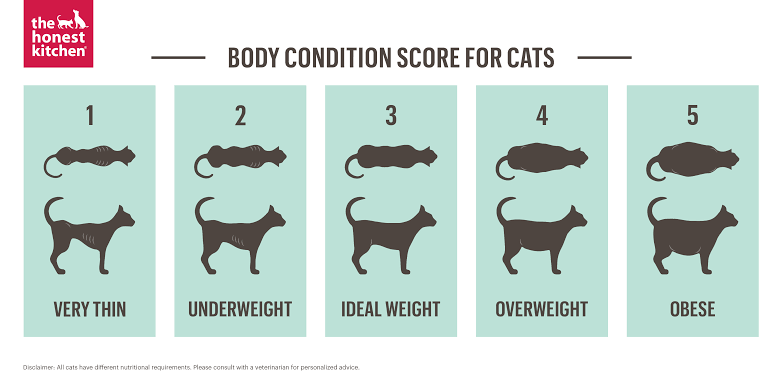My Cat Needs to Lose Weight: Essential Tips for Healthy Slimming