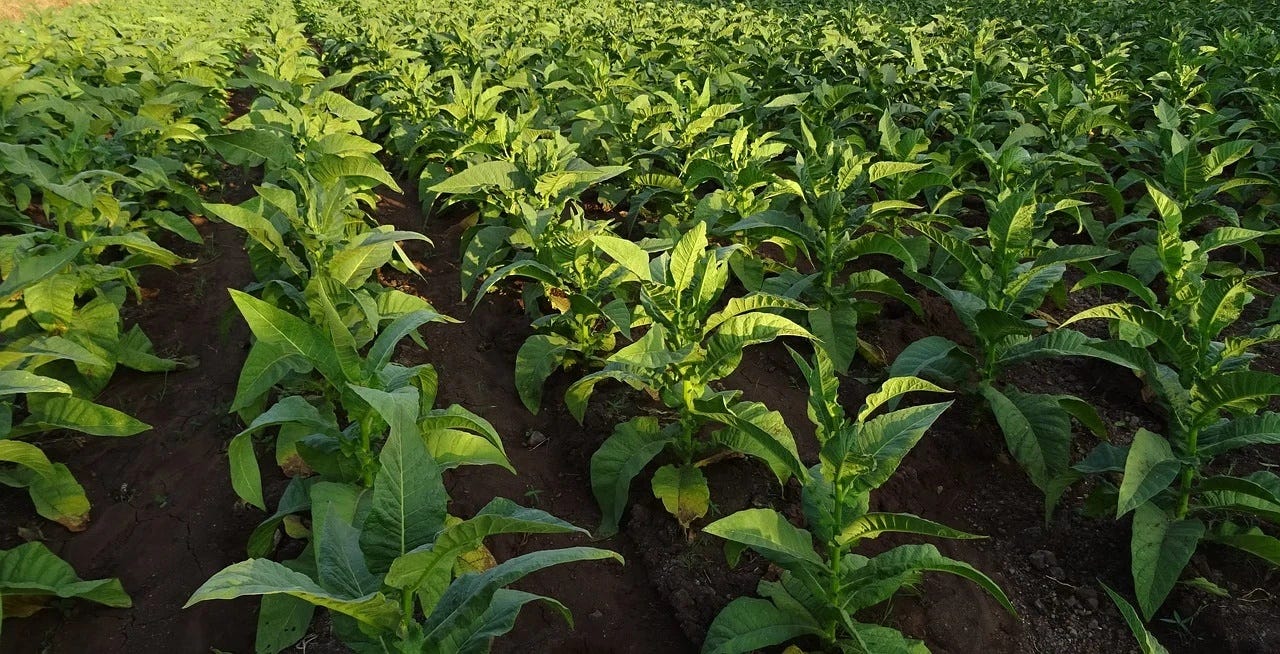 Tobacco Mosaic Virus (TMV). Tobacco mosaic virus is a… | by Shrish Tariq |  ILLUMINATION