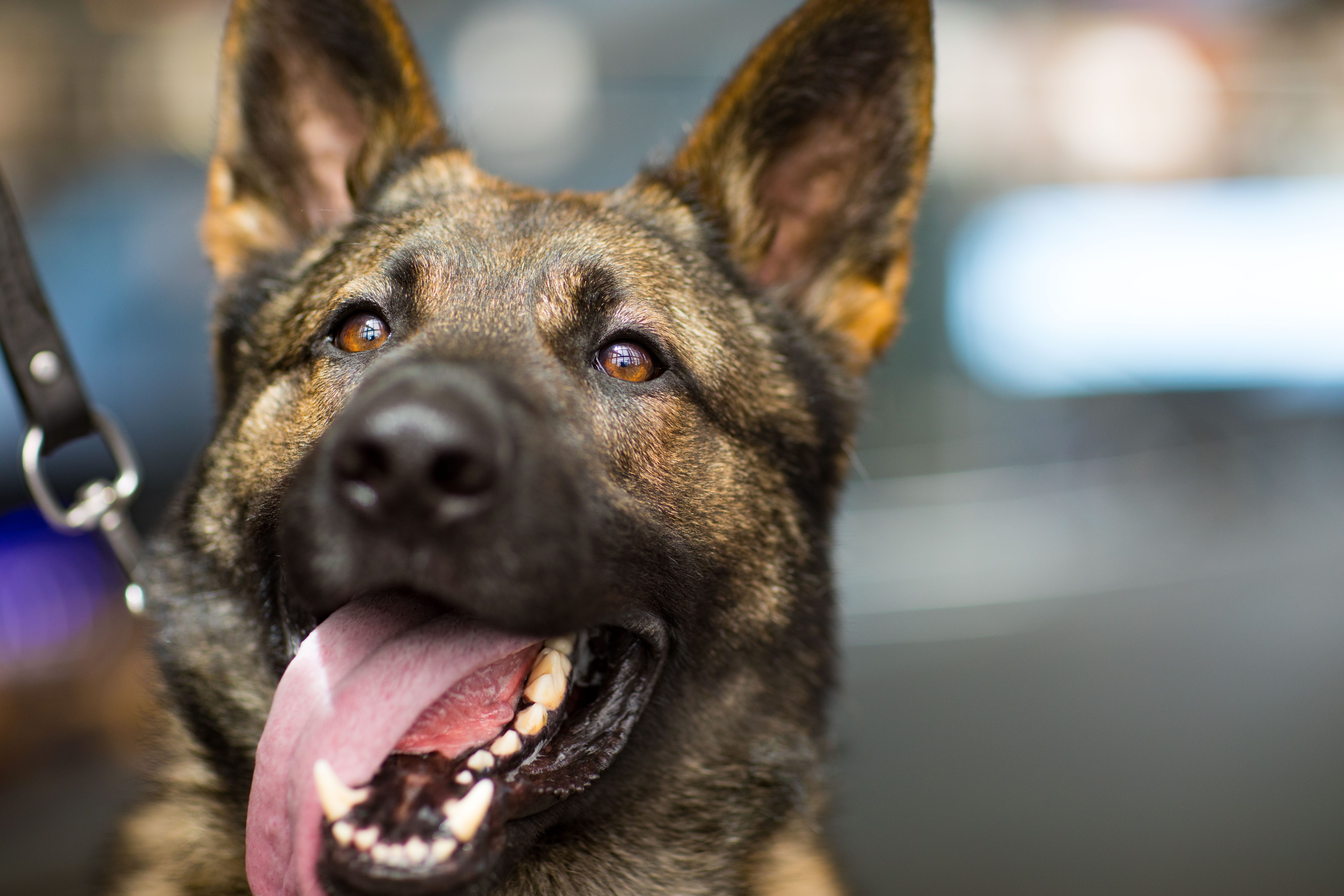 NYPD Transit Bureau K-9 Unit. Meet K-9's Cardillo and Zane of the