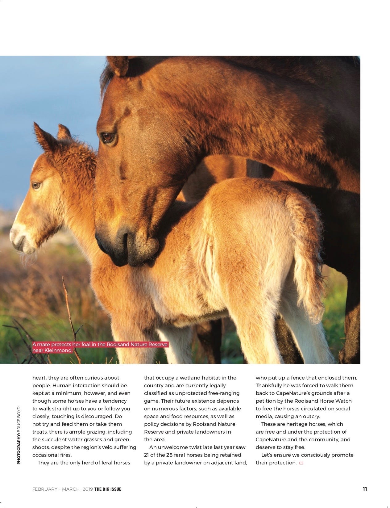 The Wild Horses of Kleinmond.. In the Overberg town of Kleinmond