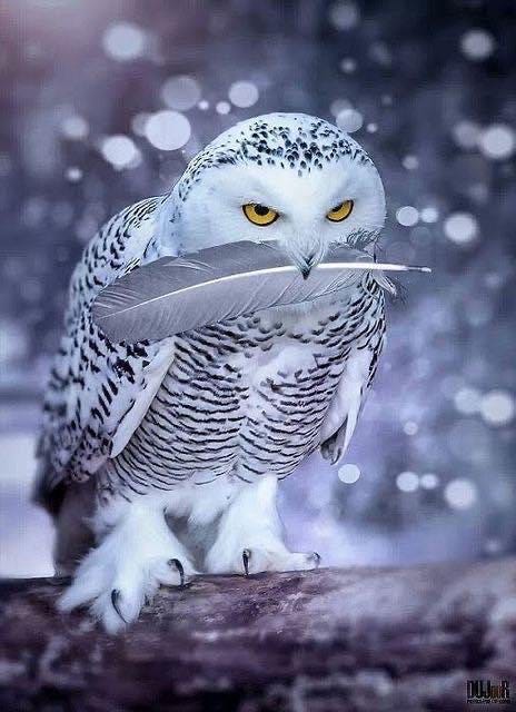 What Does a Bird Feather Symbolize Spiritually: Unlocking Divine Meaning