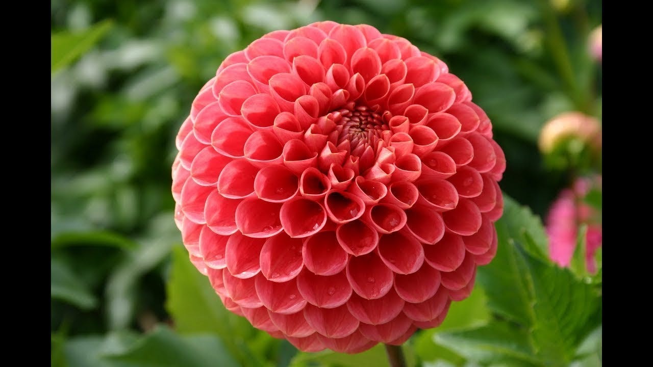 Floret Farm's Cut Flower Garden: Dahlia Notes, image size:1280x720