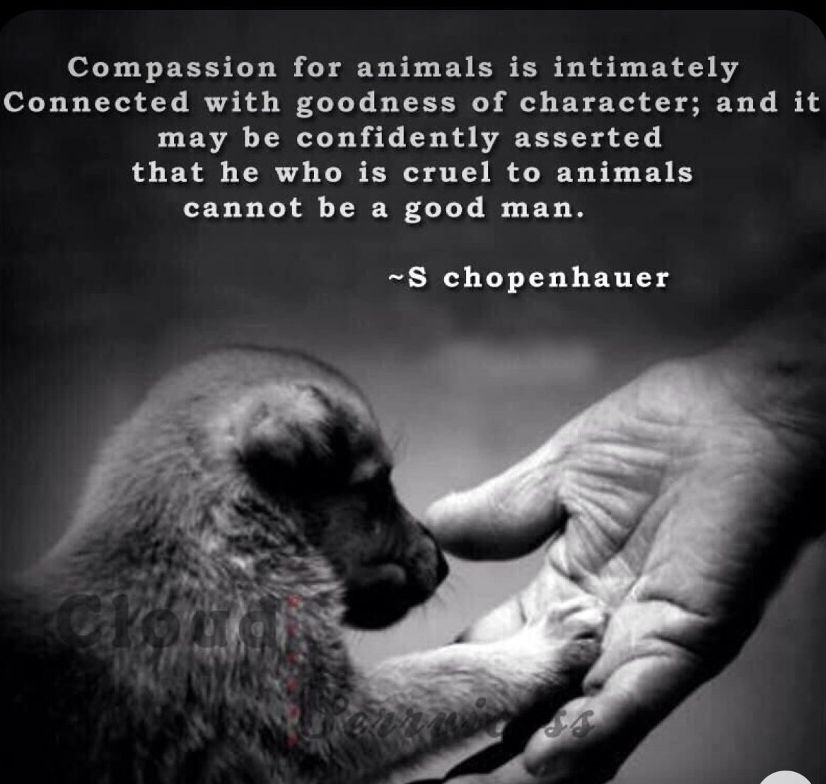 Why Do We Ignore This Problem?. Controlling Pet Population with Spay… | by  Julie Limbocker, EX-LEO, writer, \u0026 animal advocate | Medium, image size:1168x1109