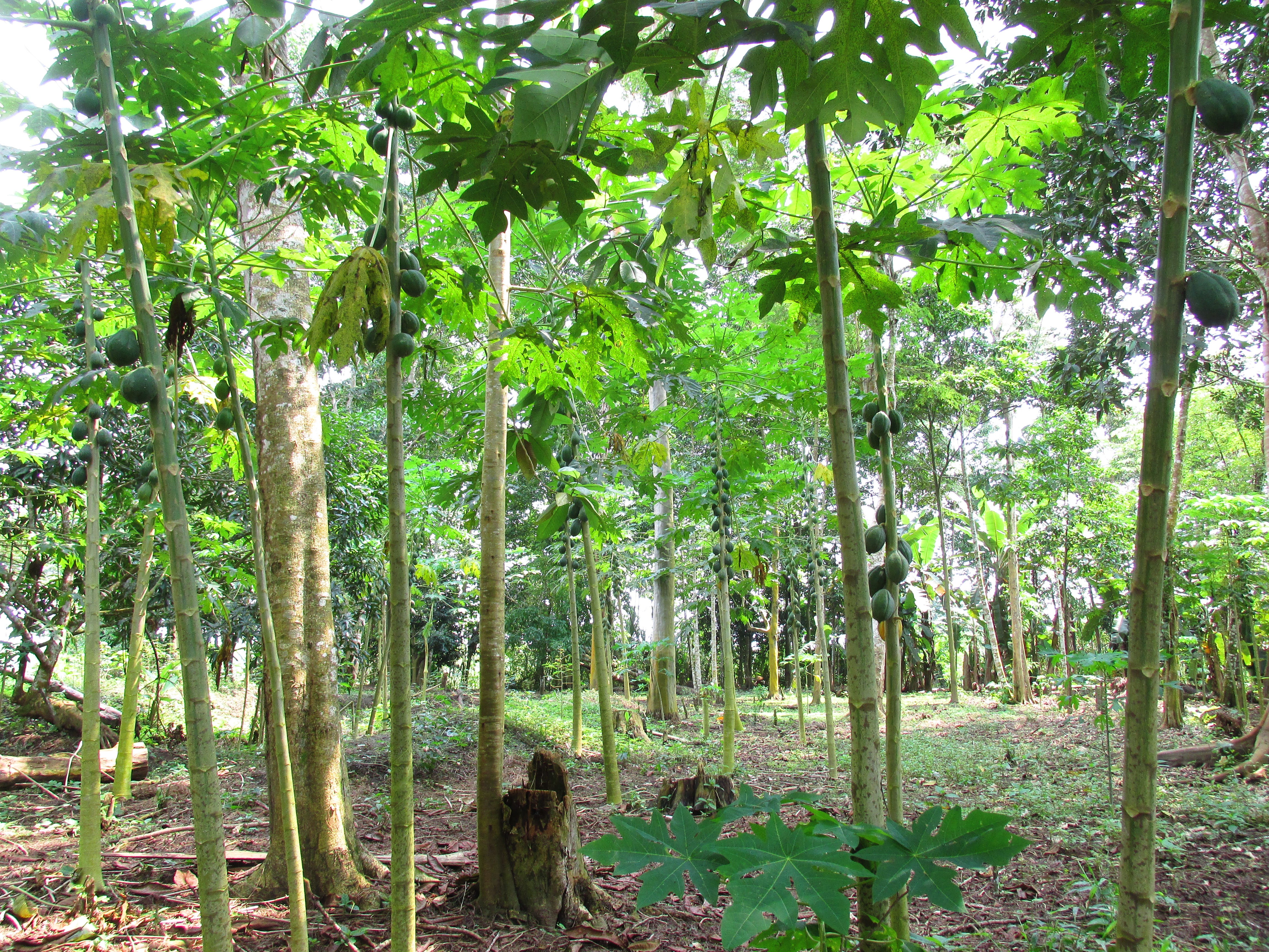【tanakay便】Campyloneurum sp.Iquitos, Peru How to be: In Iquitos. Chelsey's Backpacking Edition | by Chelsey