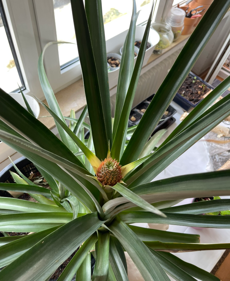 sansevieria lavranos Sansevieria Lavranos Blue Clone Variegated | Low Light Plants & Houseplants  for Delivery main image 1