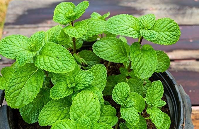 Growin Your Own Mint In A Balcony Or Corridor Garden | Farmcity