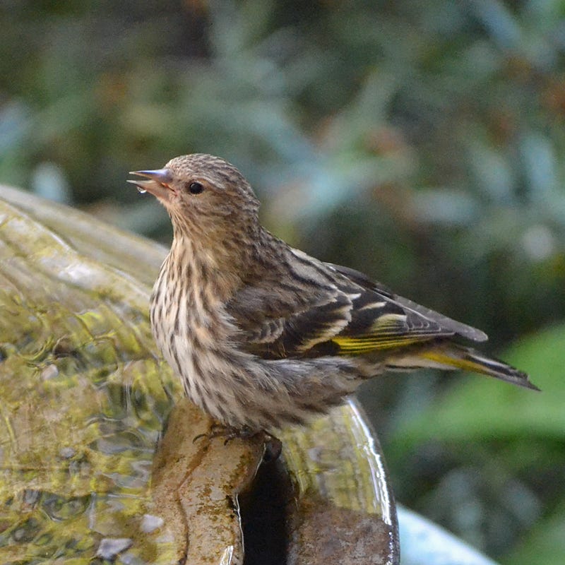 What is Salmonella in Birds: Essential Facts Every Owner Must Know