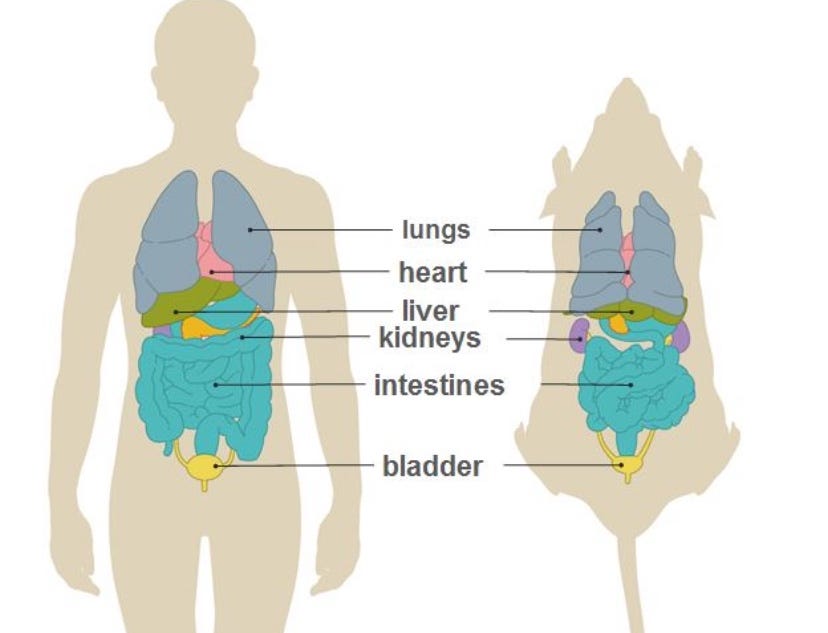 Dissected Diagram Of A Rat
