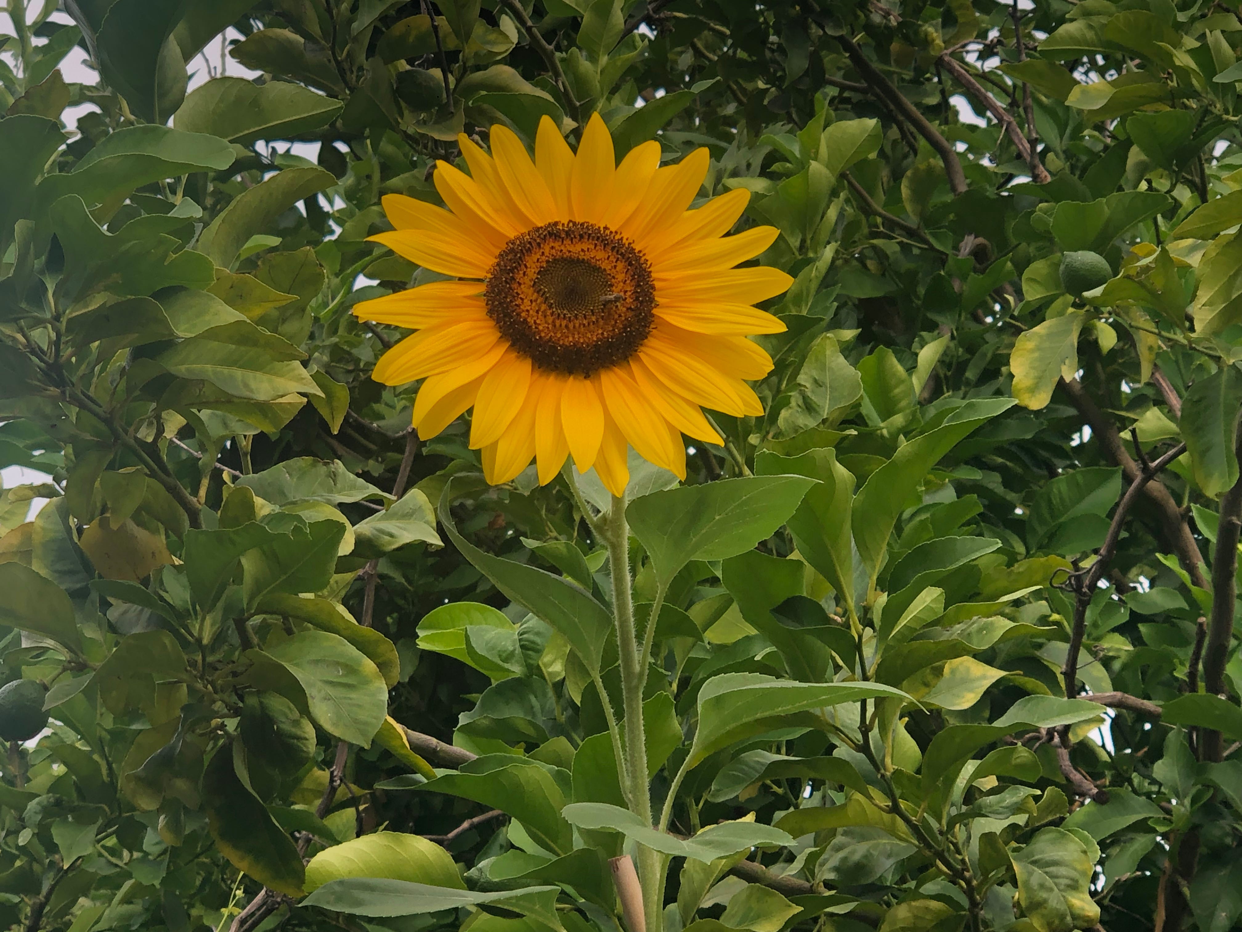 The Joy of Sunflowers. I plant them every year, and every year