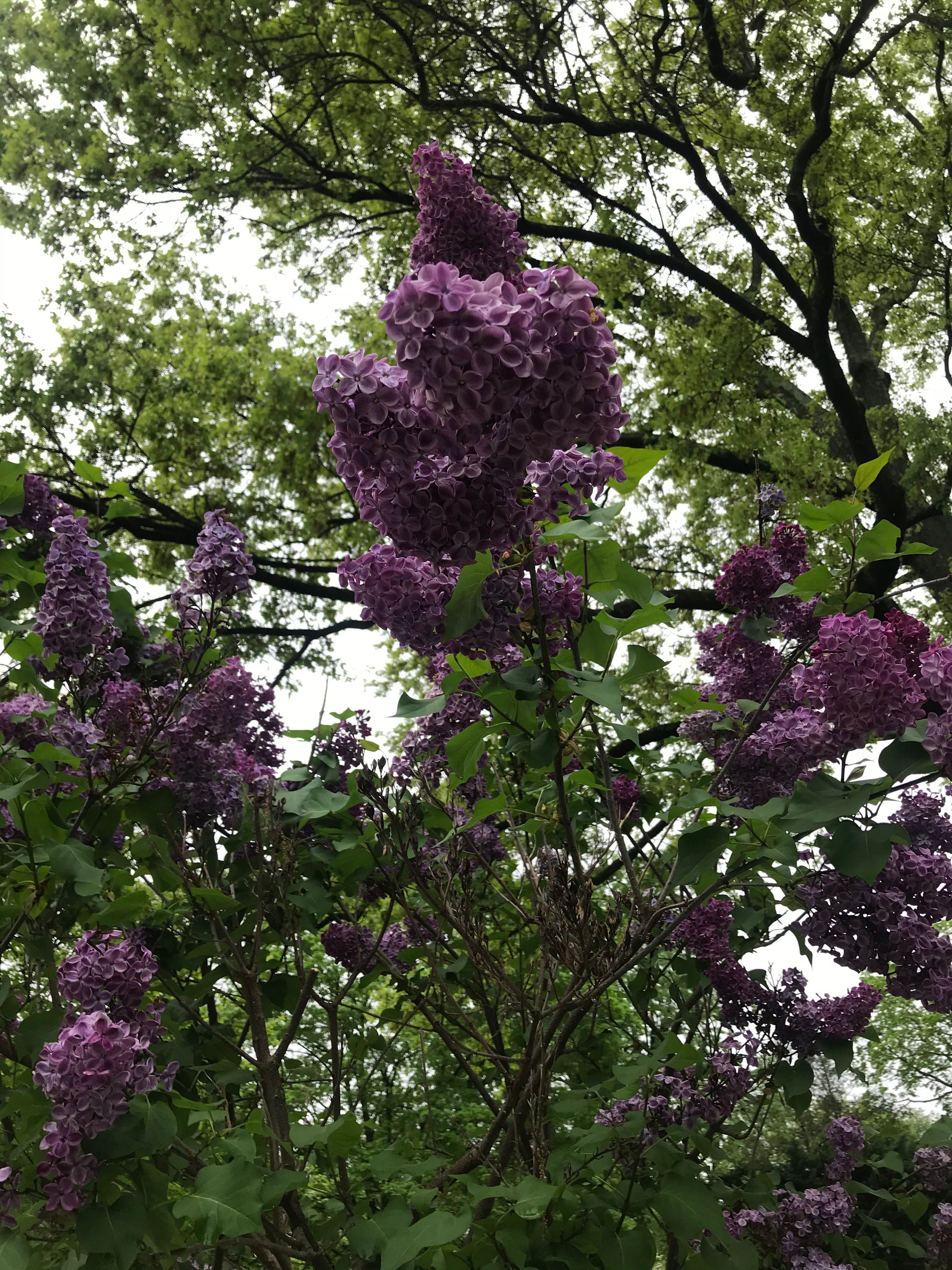Lilac's Reach Beyond the Garden: From Walt Whitman to Claude Monet