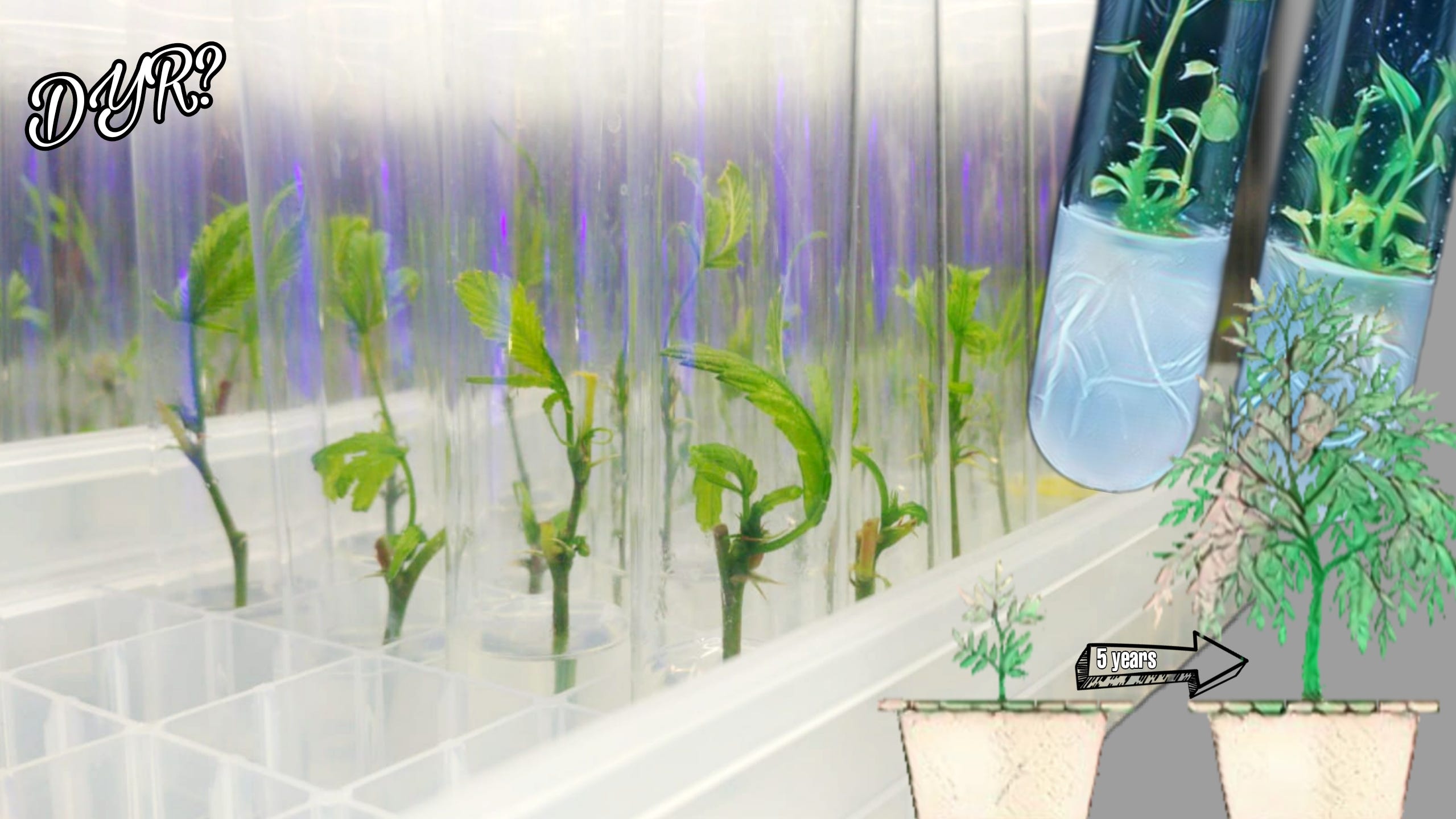 A History of Plant Tissue Culture? | by Jesse | DO YOU REMEMBER? | Medium