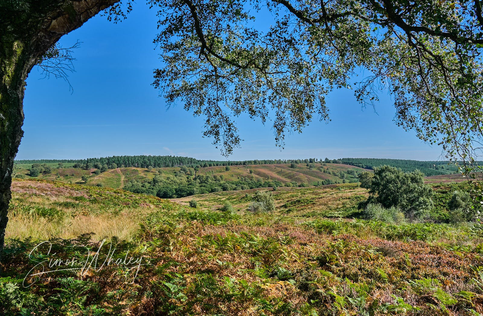 The Quiet Corner of Cannock Chase that Is Forever Germany | by