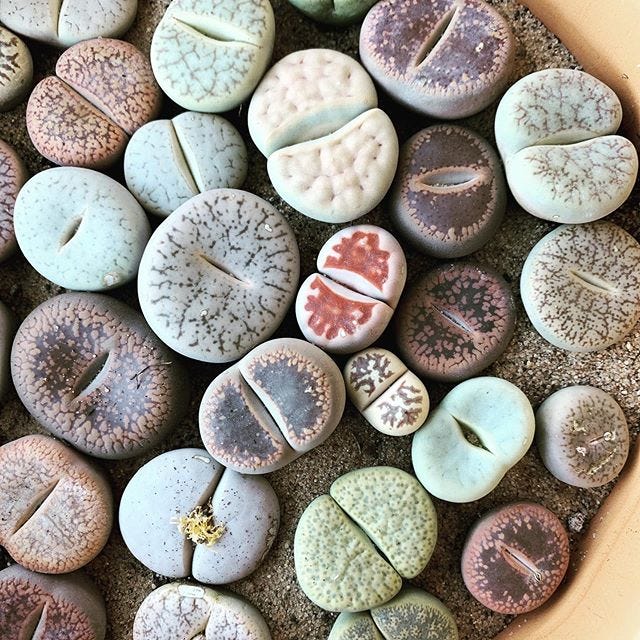 Tips and Secrets for Growing Lithops | by Grace Huang | Medium