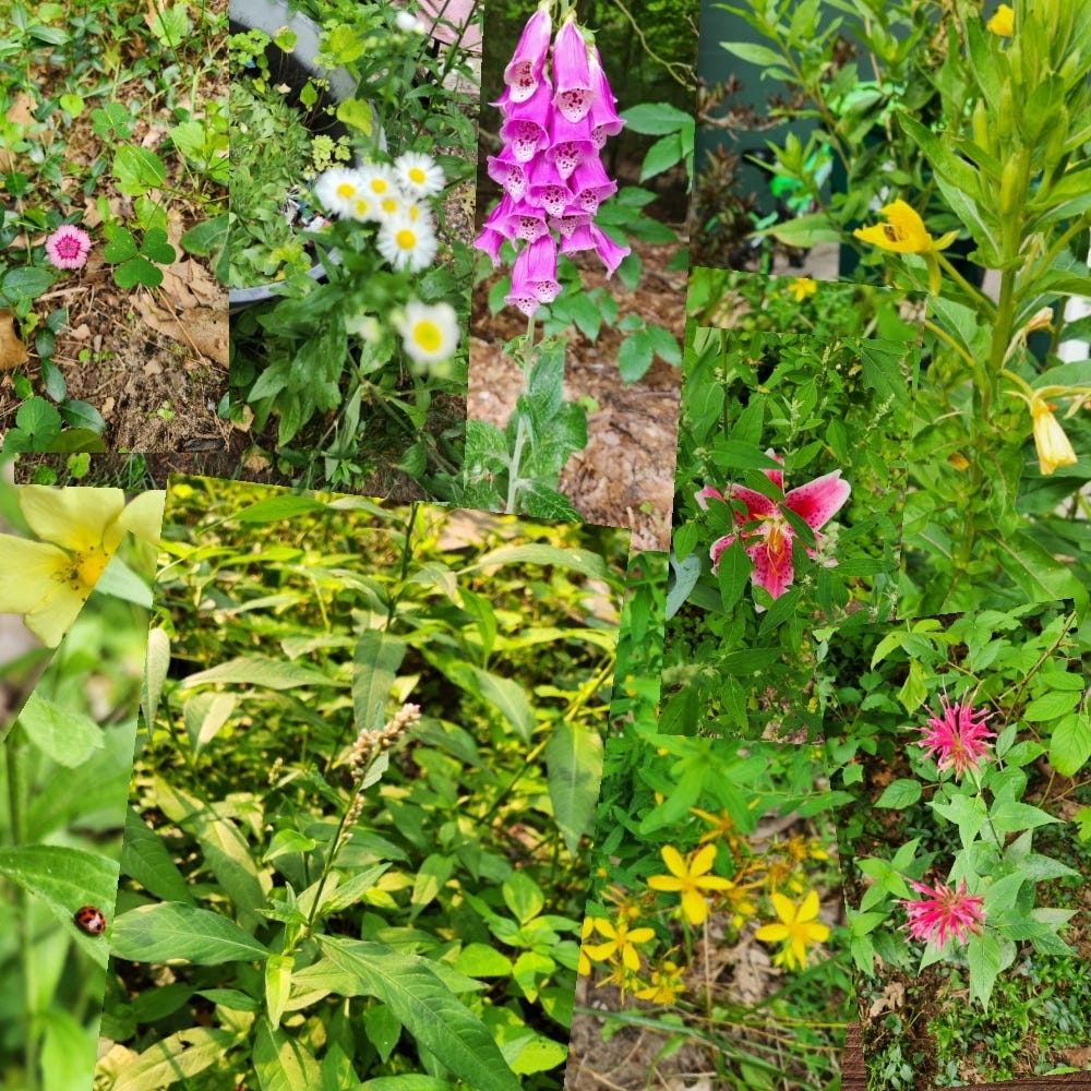 Feral Landscaping. Because helping bugs by being lazy is | by Breann Fagan  | Medium