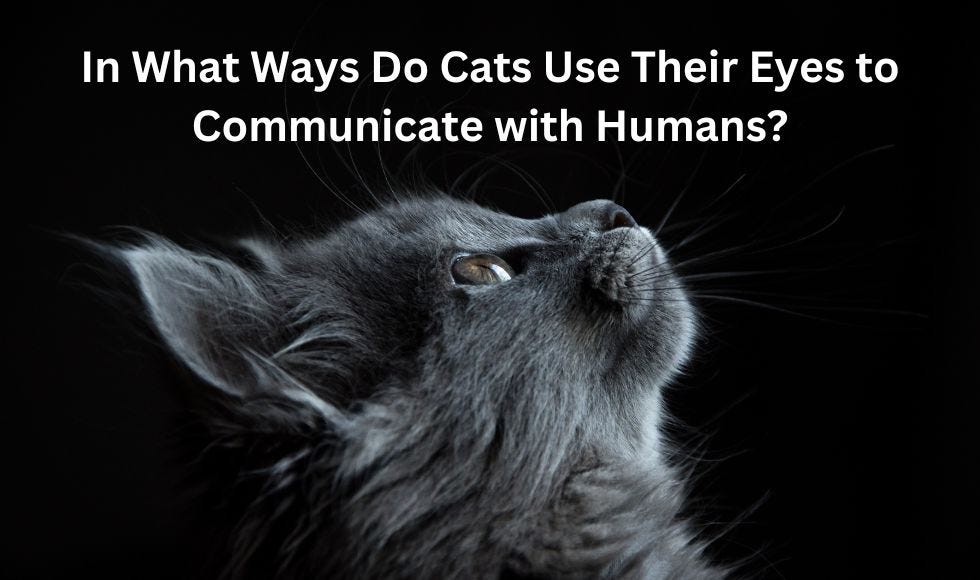 Why Do Cats Wink: Surprising Reasons Behind This Cute Habit