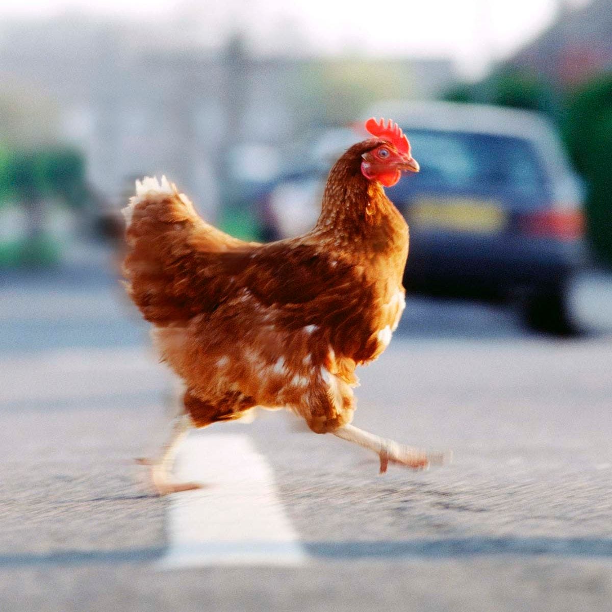 Capture d écran du slot Chicken Road montrant les symboles et l interface