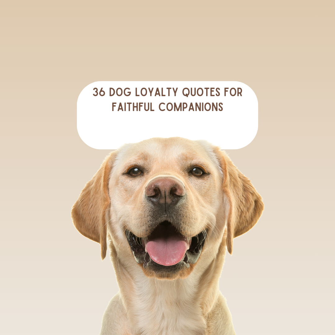 36 Dog Loyalty Quotes for Faithful Companions | by Buyadogonline | Medium, image size:1080x1080