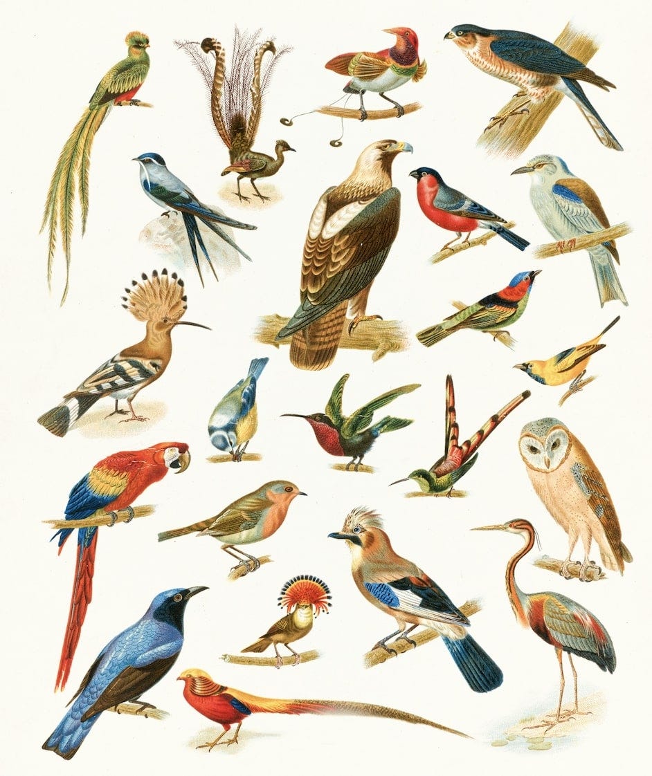 Types of Birds. A definitive list brought about by my… | by Brian Buseck |  MuddyUm, image size:942x1122