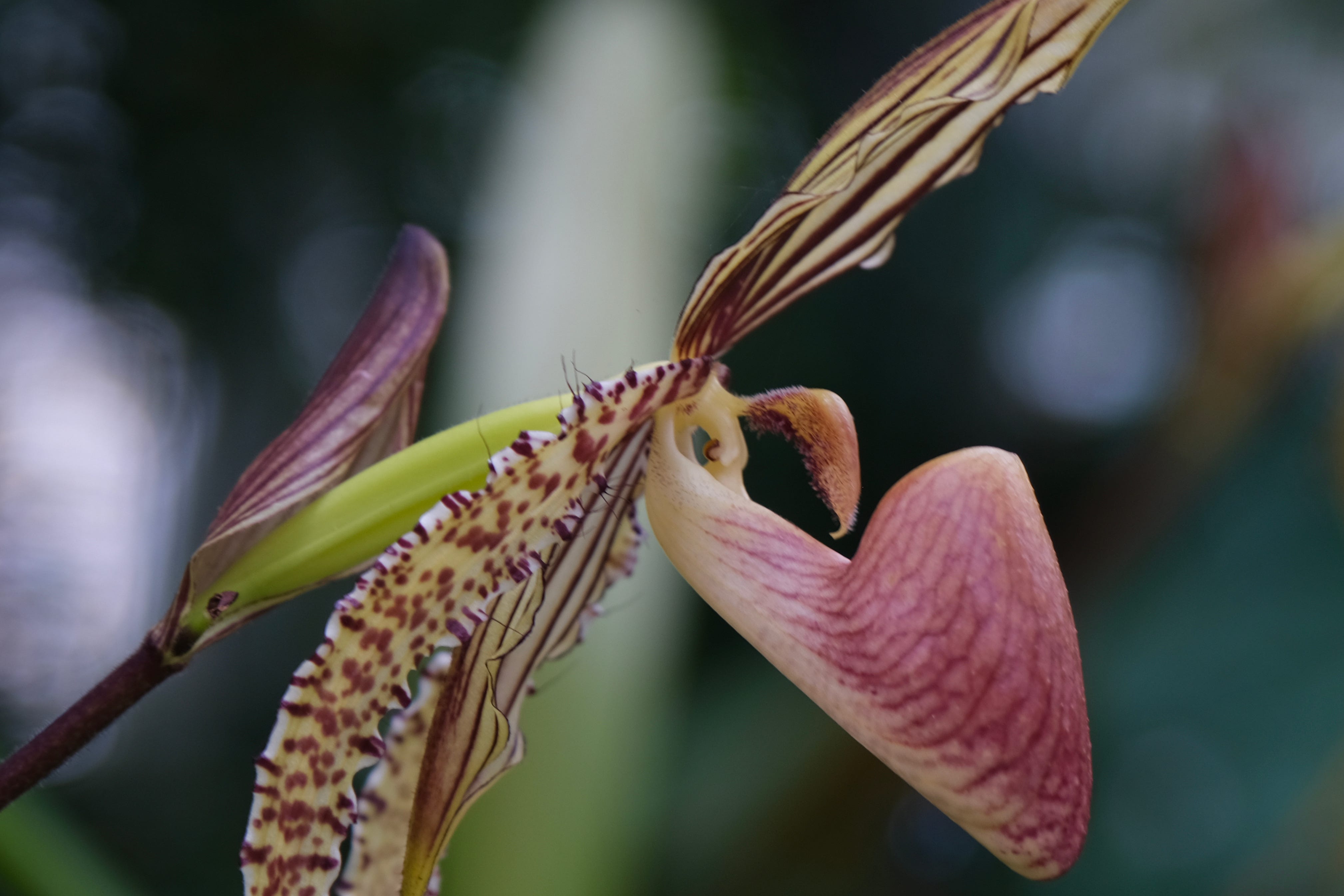 Singapore Botanic Garden — Things To See and Learn | by Elvie