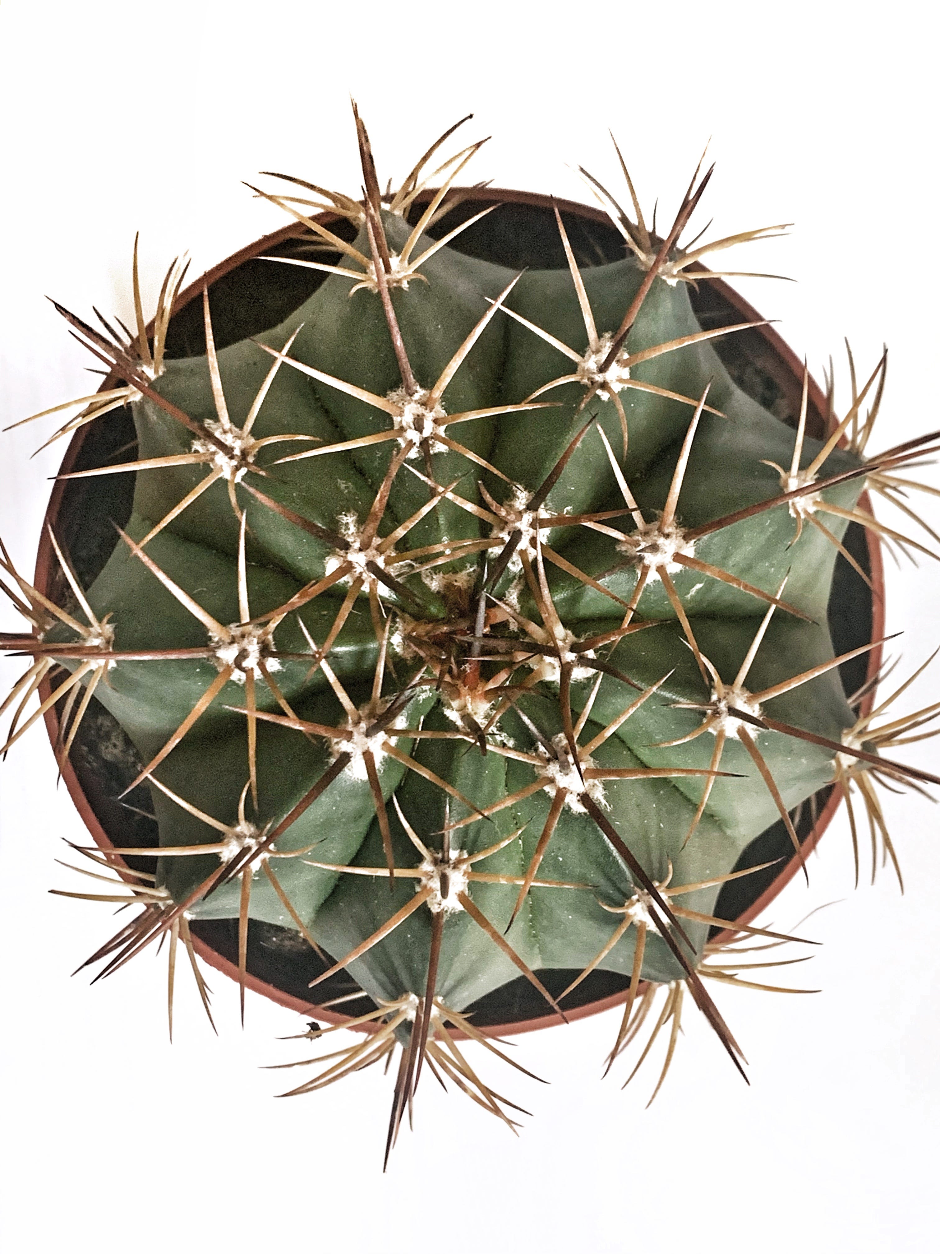 A Psychedelic Cactus Could be an Answer to Depression and Anxiety | by  Alexander M. Combstrong | Happy Brain Club | Medium