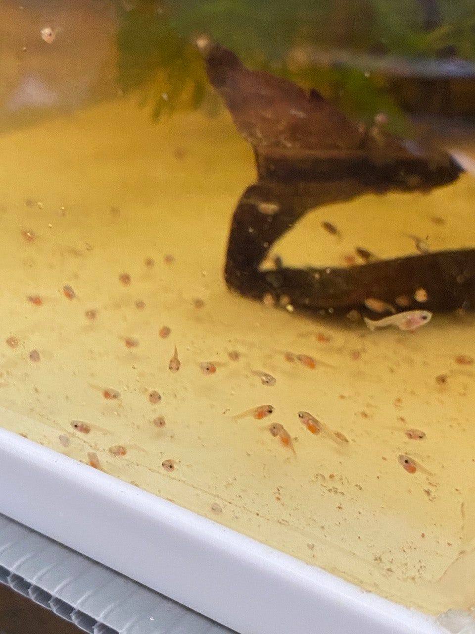 Betta Fry Separation Techniques: Ultimate Guide for Healthy Growth