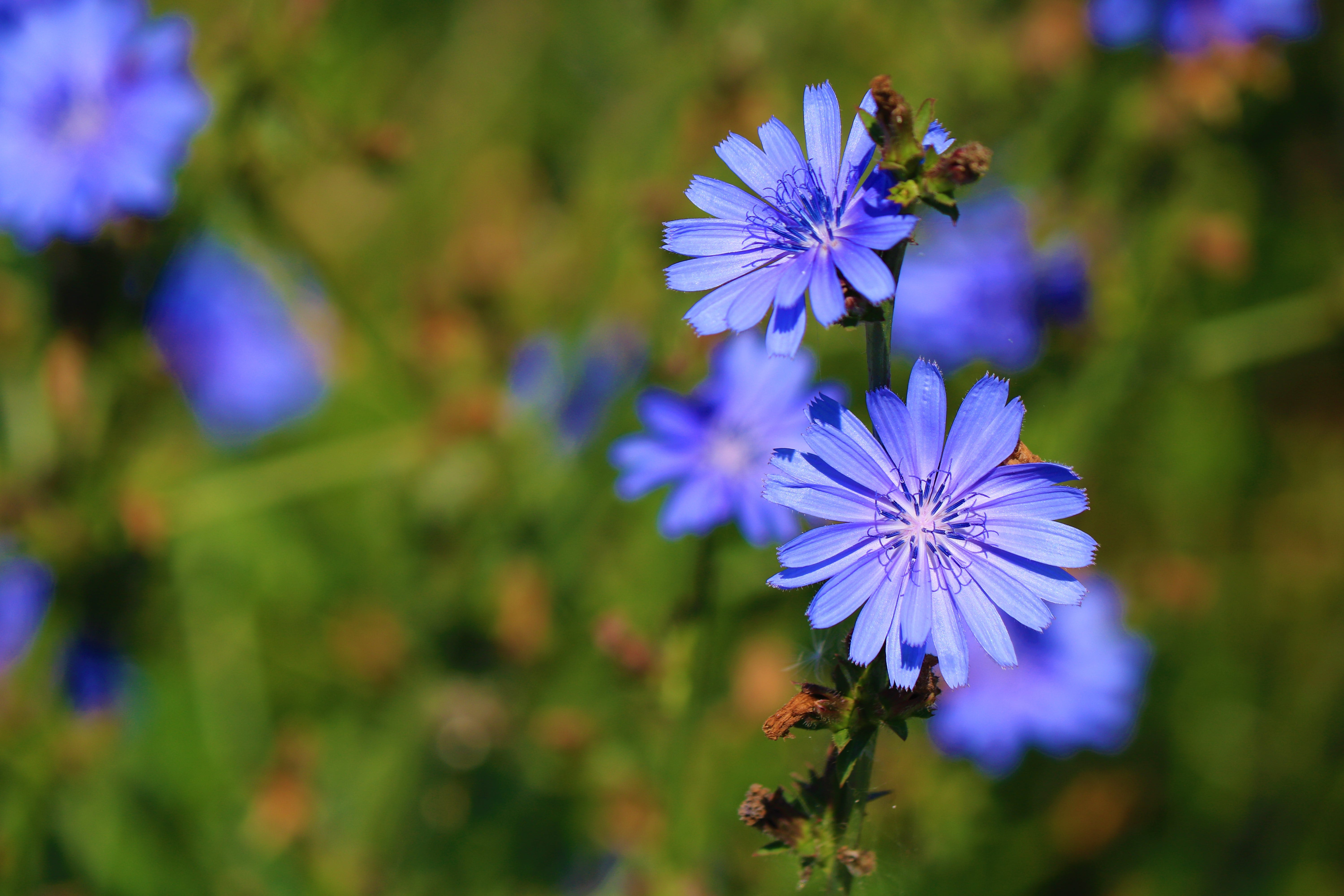 This Flower Reminds Me of You. Every time I see this flower I have