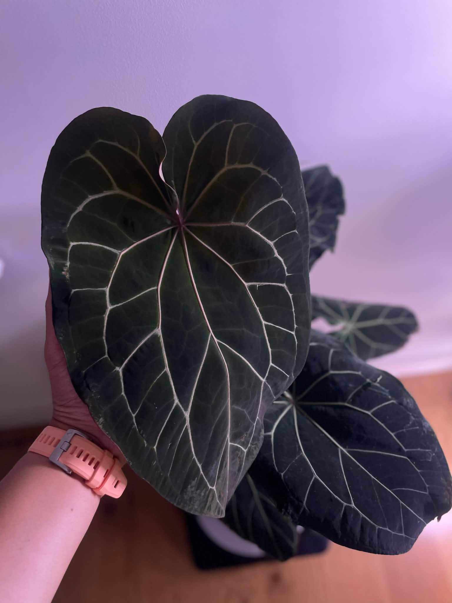 anthurium clarinervium x 4” Anthurium Clarinervium x Pterodactyl main image 0