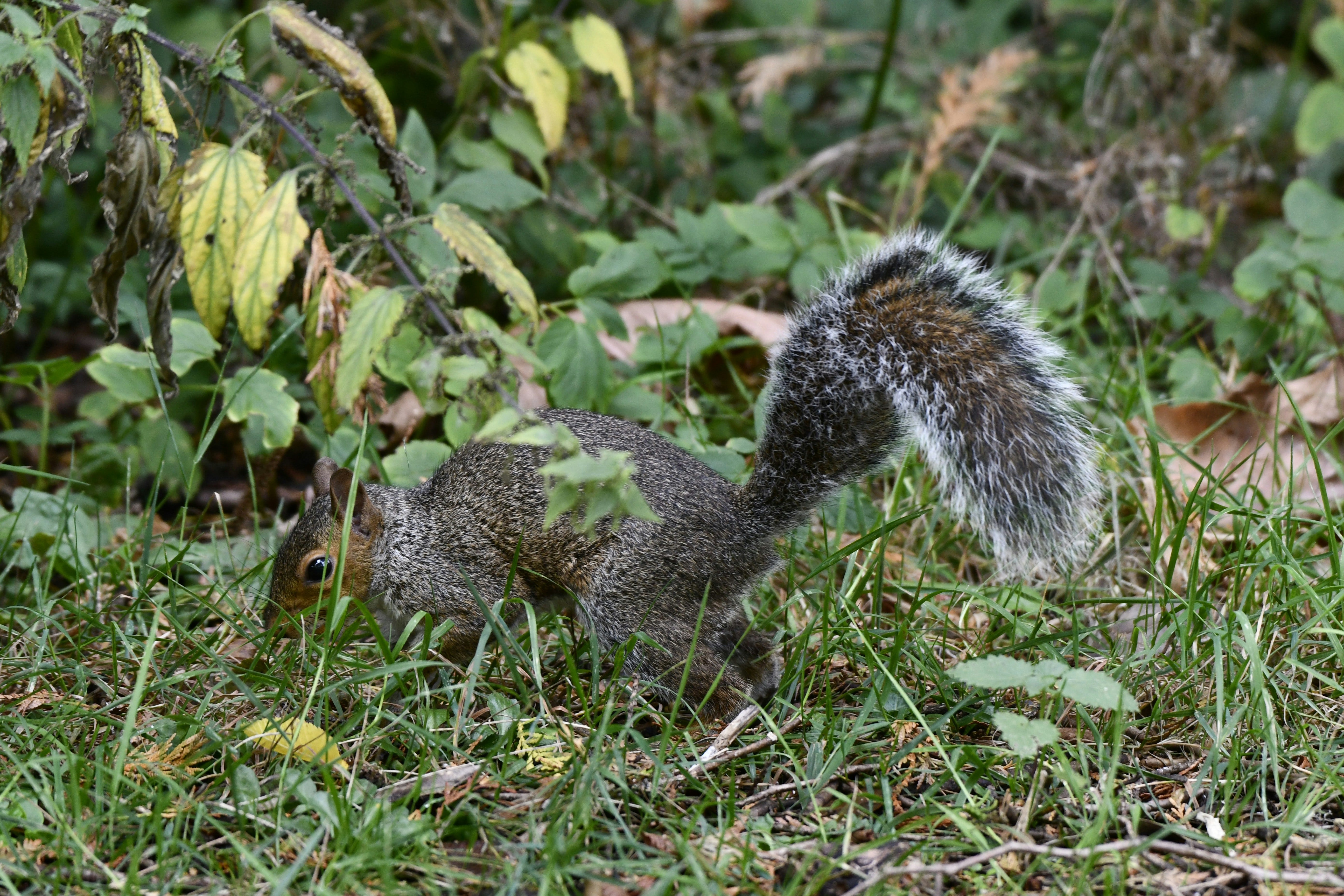 How Squirrels Accidentally Plant Forests? | by Radhika Undravalli | No Time  | Medium