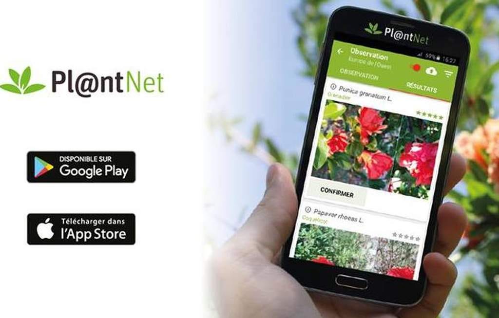 Pl@ntNet Plant Identification. Disclaimer: I'm not a professional so | by  Amanda Welser | Medium