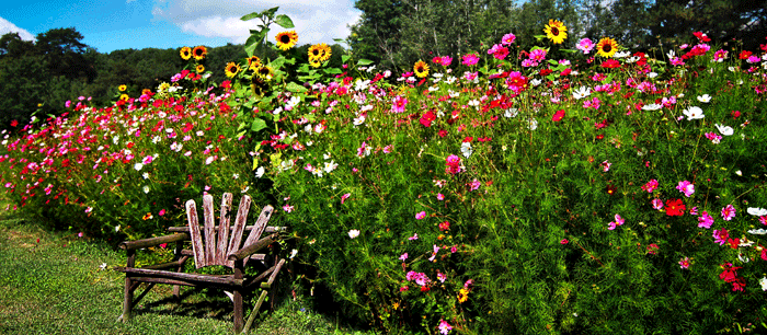 wildflower seed blanket Created By Nature Indian Blanketflower Seeds, 5,640 Perennial Seeds main image 0