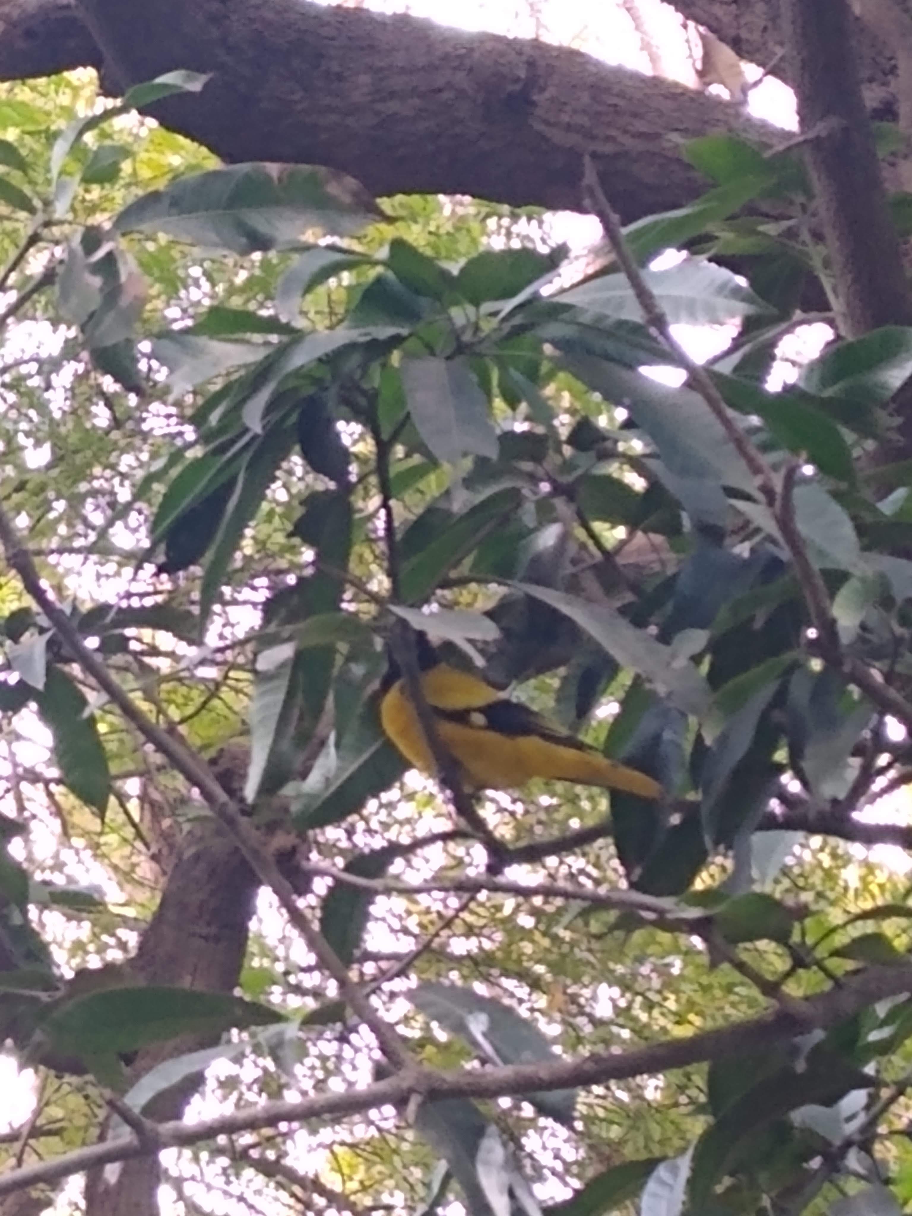 Antique Set 12 Belgian 6\, image size:3072x4096