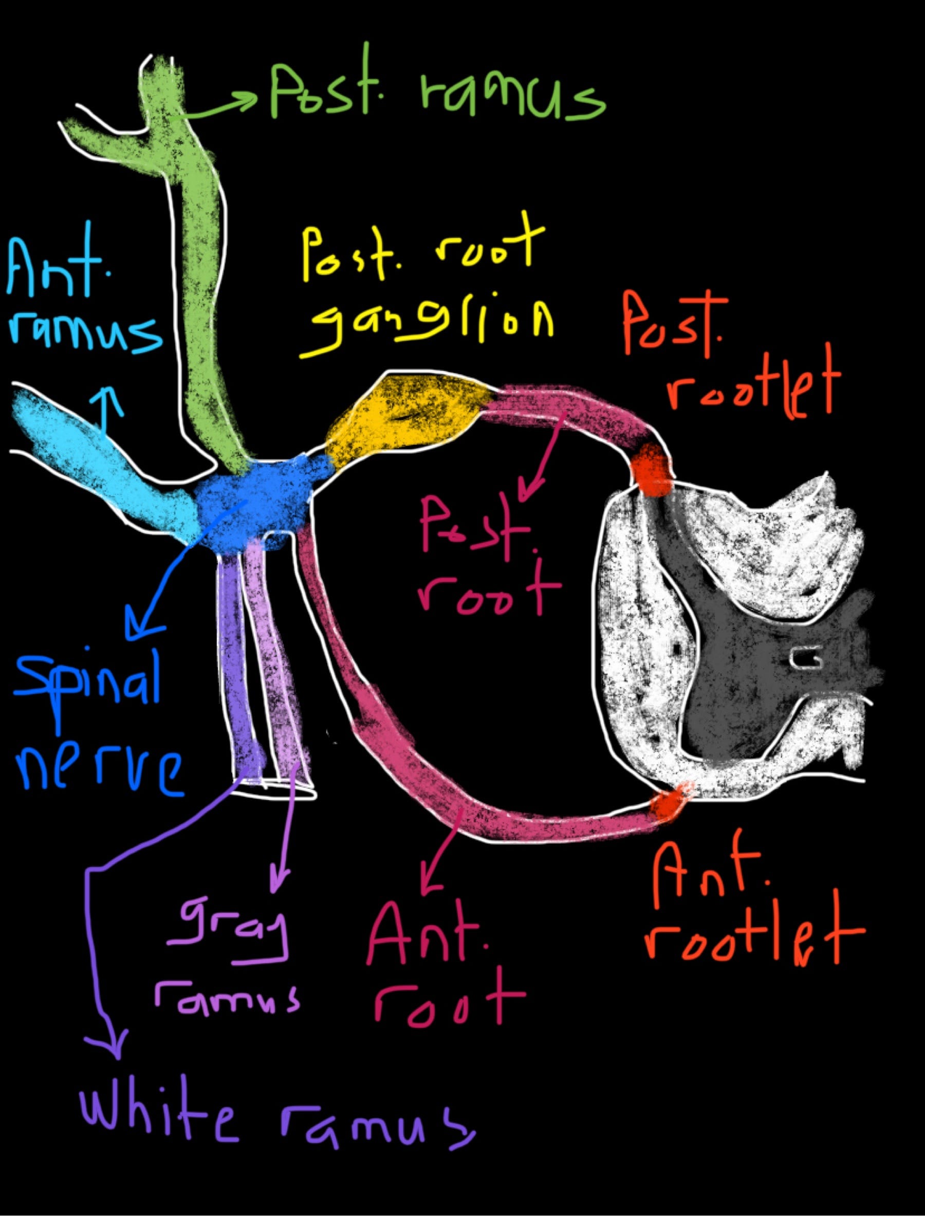 Spinal Roots Vs Rootlets Why Are There More Spinal Roots Than Spinal Nerves