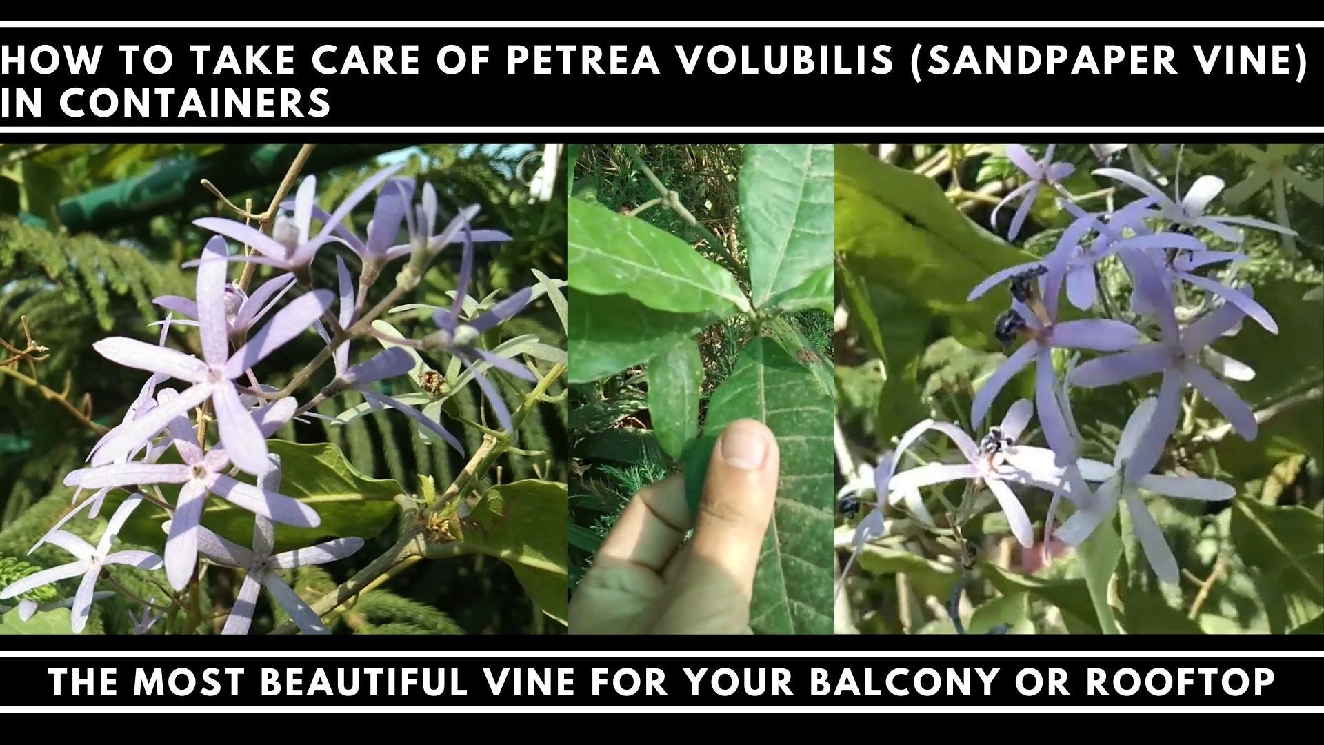 Petrea Volubilis (Sandpaper vine) Growing Conditions and Caring Tips. | by  Parth Mayn | Age of Awareness | Medium