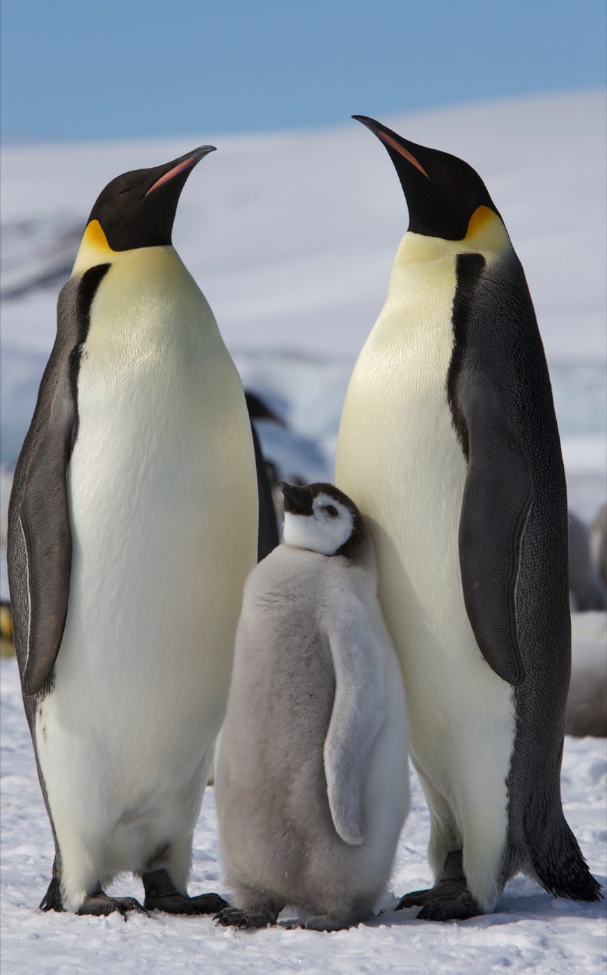 10 Fun Facts About Penguins | Audubon, image size:872x1400