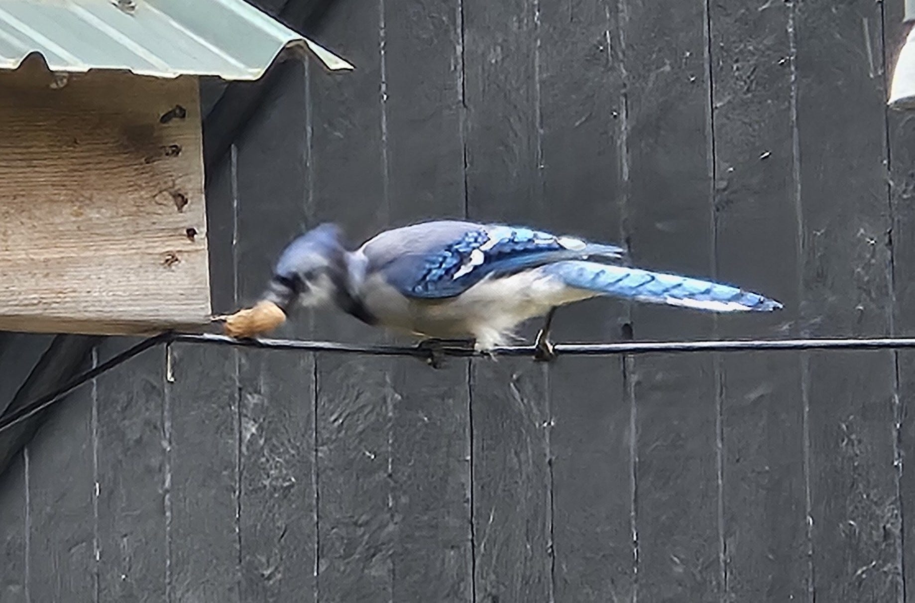 How to Keep Blue Jays Away from Bird Feeders: Effective Tips