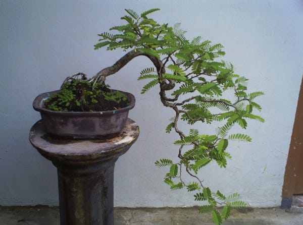 Designing a Tamarind Tree Into a Beautiful Bonsai | by Jason Ced | Medium